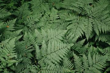 Large green bush fern in the forest. Background from the leaves of plants