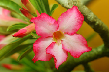 pink flower in garden