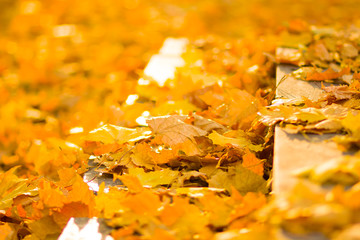 Yellow leaves on the ground. Autumn pattern with fallen leaves. Golden leaves in autumn park. Autumn loneliness. Blurred background