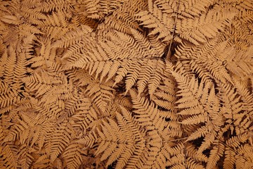Large neon color bush fern in the forest. Background from the leaves of plants