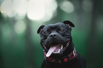 Staffie Photos Royalty Free Images Graphics Vectors Videos Adobe Stock