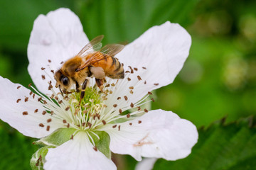 Blackberry Honeybee Closeup
