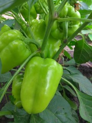Large light green peppers grow on a Bush in the garden