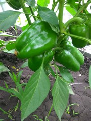 Large dark green peppers grow on a Bush in the garden