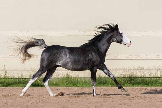 Beautiful black arabian horse runs free in paddock on the sand background
