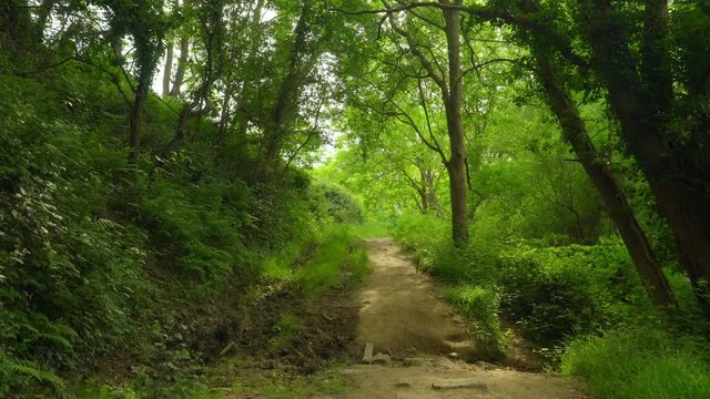 Advance through leafy path. Point of view