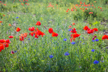 Field of poppy flowers and cornflowers 