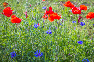 Field of poppy flowers and cornflowers 