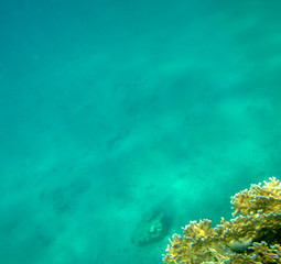 sea fish near coral, underwater