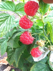 Red raspberry berries grow on a branch