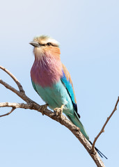 Lilac-breasted roller isolated against a clear blue sky