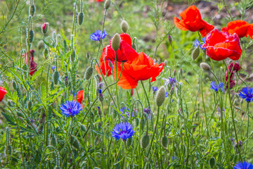 Field of poppy flowers and cornflowers 