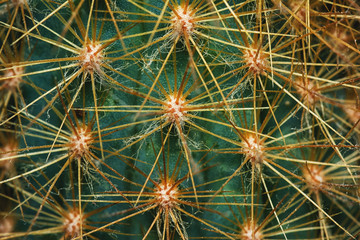 Cactus Thorn Macro Detail Natural Floral Pattern