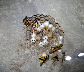 Wasp species polished on nest. Wasp nest
