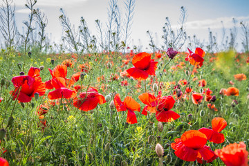 Field of poppy flowers 