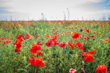 Field of poppy flowers 