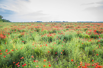 Field of poppy flowers 
