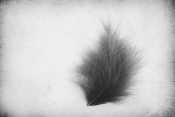 Beautiful abstract close up color gray and black feathers on the white isolated paper background and wallpaper