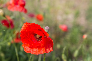 Field of poppy flowers 