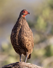 Swainson's francolin