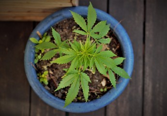 Top down shot of a small, green marijuana or cannabis plant growing in a blue pot outdoors