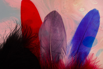 Beautiful abstract texture color red gray blue and black feathers on the colorful isolated...