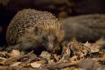 Night walk of the hedgehog