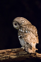 Night watchman of the forest.