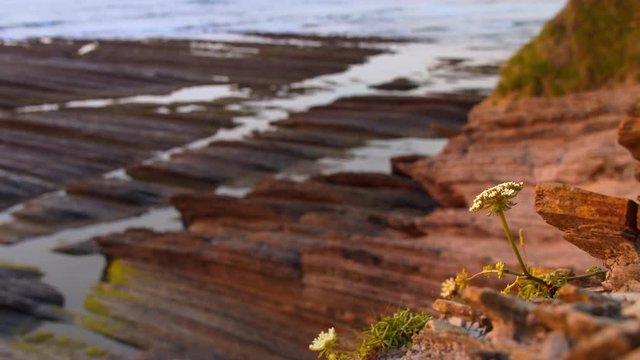 Flower on cliff illuminated by sunset