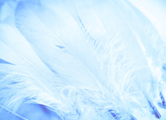 Fototapeta na wymiar Beautiful abstract close up color white and light blue feathers background and wallpaper