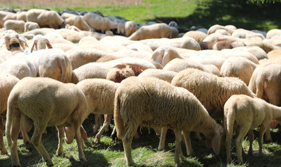 flocks of many sheep in mountain