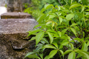 Young grass and plant grow near the concrete path in summer or spring.