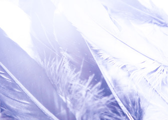 Fototapeta na wymiar Beautiful abstract close up color white and light blue feathers background and wallpaper