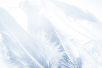 Beautiful abstract close up color white and light blue feathers background and wallpaper