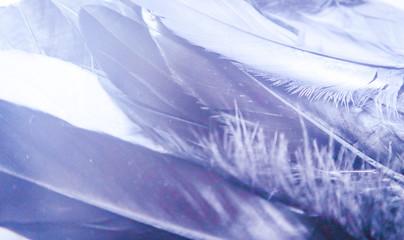 Beautiful abstract close up color black purple and light blue feathers background and wallpaper