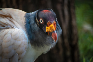 The bird