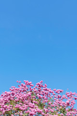 Pink ipe, pink trumpet or pink tab tree (Handroanthus impetiginosus).