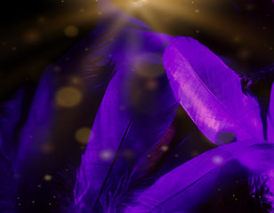 Beautiful abstract close up color black purple feathers background and wallpaper