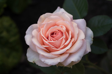 Fragrant rose bud on a dark background