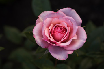 Fragrant rose bud on a dark background