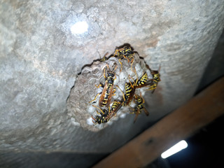 Wasp species polished on nest. Wasp nest