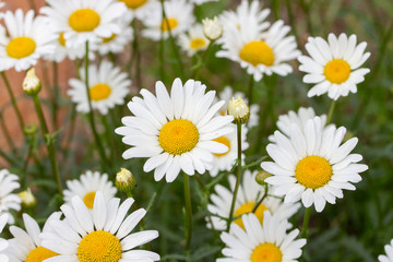 many camomile daisies, background wallpaper close-up. White petals camomile. Blooming wild medical grass, background wallpaper close-up