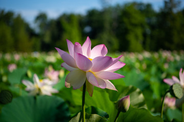 Fototapeta premium Water Lilies and Lotus Flowers