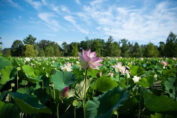 Water Lilies and Lotus Flowers