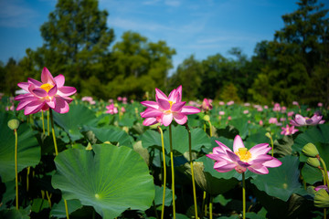 Water Lilies and Lotus Flowers