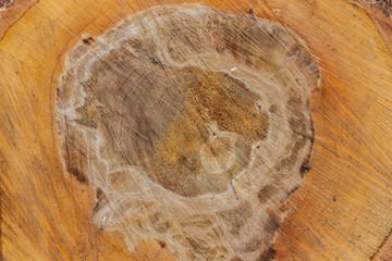 Round cut of a birch tree trunk, close-up background texture. Wooden cross section of birch.