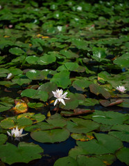 Water Lilies and Lotus Flowers