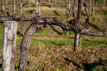 Fototapeta premium Pruned vines in early spring in vineyard