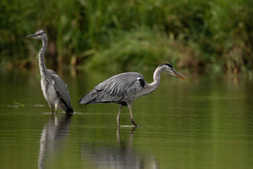 Grey heron (Ardea cinerea)