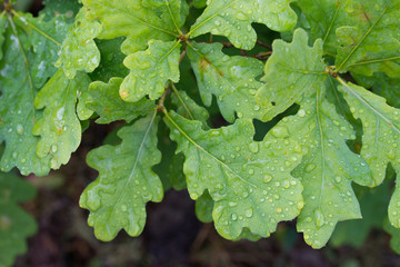 water drops on summer oak green leaves